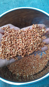 Hạt giống rau mầm củ cải đỏ