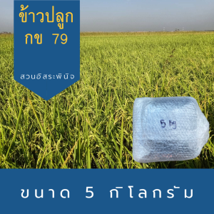 ข้าวปลูก กข79 พันธุ์ข้าว กข.79 แข็งแรง ผลผลิตสูง ขนาด 5 กิโลกรัม