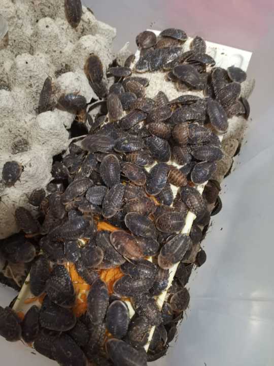 Curated visual reference: Gallery Detail: Dubia Roach Gram Kg