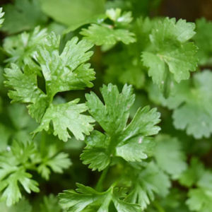 เมล็ดพันธุ์ผักชี 2000-2500 บรรจุ 2000-2500 เมล็ด++