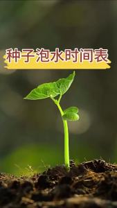 Wholesale Four Seasons Fruits and Vegetables Collection for Balcony and Garden: Cilantro Lettuce Strawberries Peppers Corn Melon