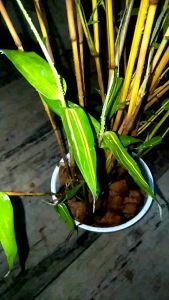 Bibit bongolbambu kuning hias udah serumpun