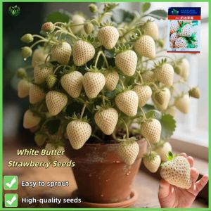 100pcs/pack White Butter Strawberry Seeds Legit Seeds 100% Original Seeds Fresh Non GMO High Yield Suitable for novice growers Seeds Delicious Juicy Easy To Grow Plants Seeds of good quality are easy to grow seeds