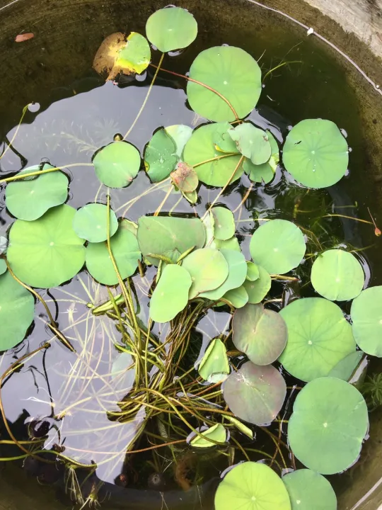 C%C3%A2y%20gi%E1%BB%91ng%20sen%20mini%20Nh%E1%BA%ADt%20tr%E1%BB%93ng%20%E1%BB%95n%20%C4%91%E1%BB%8Bnh%20%C4%91%C3%A3%20cho%20l%C3%A1%20non%20-%20Image%203