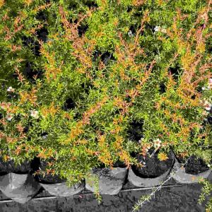 มานูก้า Manuka ถุง 3 ชุด - ดอกสีขาวอมชมพูน่ารัก ต้น เป็นชุดละ 3 ต้น