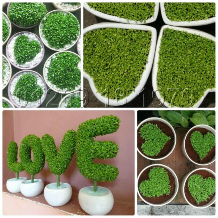 H%E1%BA%A1t%20gi%E1%BB%91ng%20c%C3%A2y%20c%E1%BB%8F%20may%20m%E1%BA%AFn%20-%20Image%206