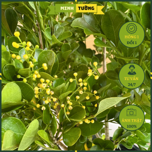 Cây Ngâu Thái - Cây Ngâu Vàng - Cây Dược Liệu