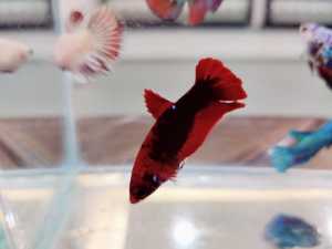 RANDOM PICK* Mix Female Junior Ikan Betina(Betta fish/ikan laga S/S+/ M)