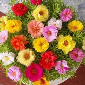 Comho 3 gói hạt giống hoa 10 giờ kép mix màu -gói 250 hạt