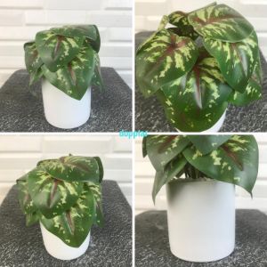 Tanaman Hias Mini Daun Peperomia Aglonema Calladium Plastik Artificial Pot Keramik Putih Pajangan Dekorasi Ruangan Meja Aesthetic