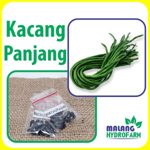 Benih Kacang Panjang Unggulan berkualitas biji bibit hydroponik hidroponik sayuran tanaman sayur