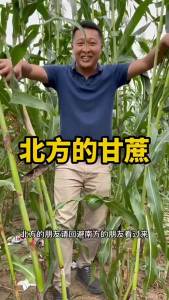 Super sweet sugarcane stalks sweet and juicy fruit for planting in spring summer and autumn sweet high-sugar sugarcane stalks green-skinned sugarcane