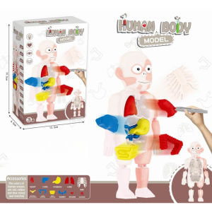Mainan Anak Anatomi Tubuh Manusia Edukasi Anatomy Organ Body Manekin Boneka 3D DIY