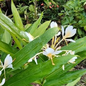 ว่านมหาหงส์ ดอกขาวไส้เหลือง (หอมมาก หายาก) ต้นสะเลเต / butterfly lily / ดอกมหาหงส์