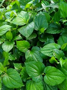 Lá lốt tươi 1kg