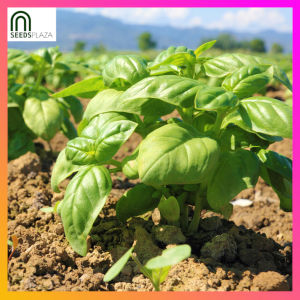 SeedsPLAZA™ - Sweet Basil Genovese Seeds for Planting Herbal Plants (50 Seed) incl. Planting Instruction F1 Italian