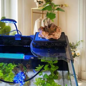 【Comfortable House】 COD Fish Tank Corner Storage Rack Punch-free Storage Rack Fish Tank Top Landscape Bracket Hydroponic Green Plant Tray