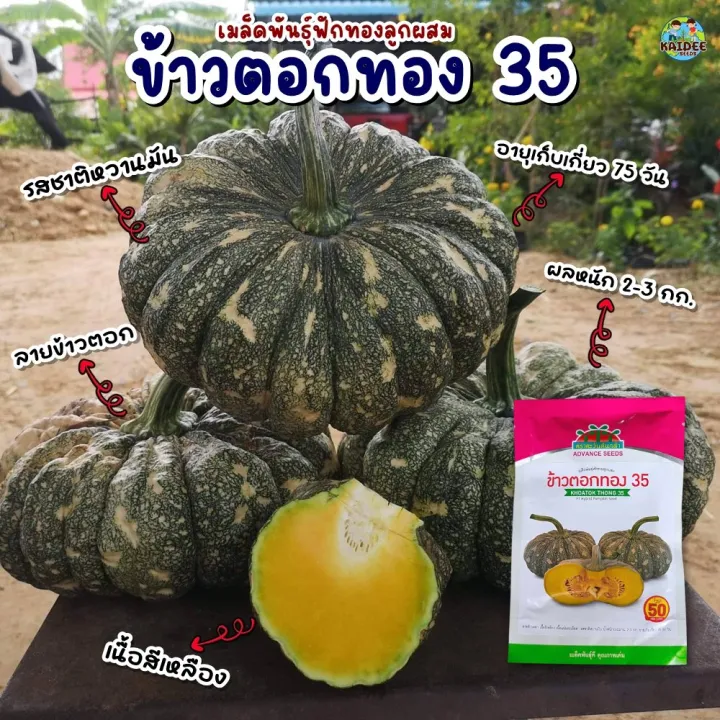 เมล็ดฟักทอง ข้าวตอกทอง 35 F1 ตราตะวันต้นกล้า ทนโรค งอกสูง