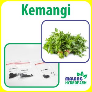 Benih Kemangi Unggulan sayur lalap berkualitas biji bibit hydroponik hidroponik sayuran ruku ruku