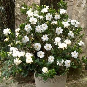 Gardenia jasminoides -  - Pokok Kacapiring - गार्डेनिया पौधा Gardenia Jasminoides – Fragrant Blooms for a Serene Garden Tropical Elegance Aromatic White Flowers Indoor-Outdoor Favorite LIVE PLANT