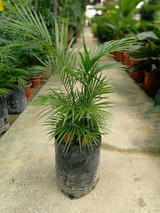 Java Areca Palm Real Living Plant In Pot /Polybag | Lazada