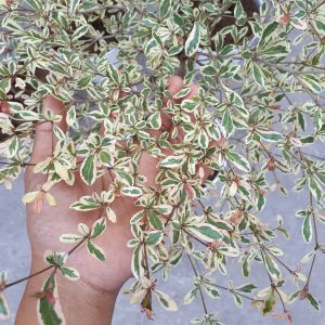 BIBIT KETAPANG KENCANA VARIGATA PUTIH Aneka Bibit Unggul Nirwana