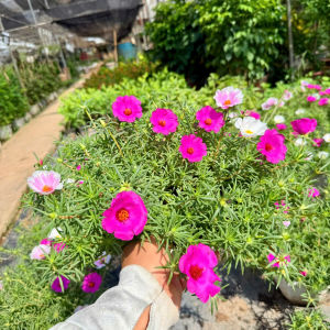 Chậu cây mười giờ mỹ đang hoa (ảnh thật)