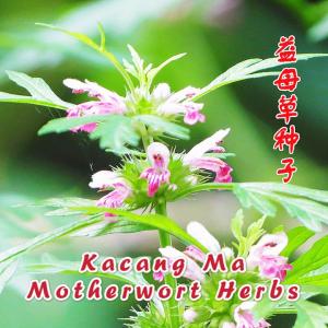 Biji Bernih  Kacang Ma (100 Seeds) / 益母草种子 / Leonurus Artemisia Seeds /女性养颜补血中药菜籽*Chinese Herbs* / Motherwort Herbs Seeds