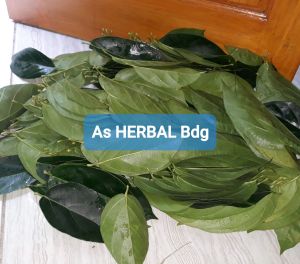 Daun cincau segar cincau perdu 1 kg fresh-az