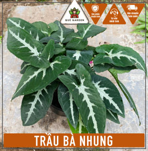Cây Trầu Bà Nhung - Tổng thể tầm 20-30 cm - Xum xuê!