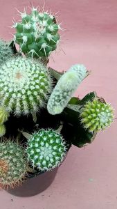 Kaktus Hidup Asli Paket isi 5 pcs berbeda include pot