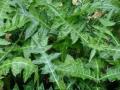 bibit tanaman daun deruju-tanaman daun jeruju-tanaman deruju-tanaman jeruju. 