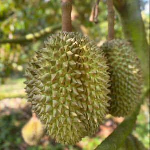 ทุเรีย ทุเรียนหมอนทอง เนื้อแน่น หวานมันอร่อย กรอบนอกนุ่มใน มีรับประกันจากร้าน