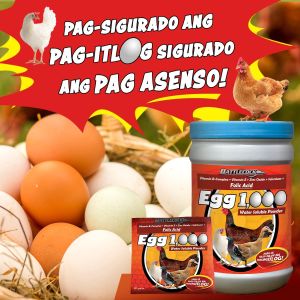 1 kilo Egg 1000 water soluble powder for breeder animals  birds and poultry Battlecock egg 1000 multiVitamins for birds