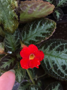 Cây Hoa Ấm Kiếm