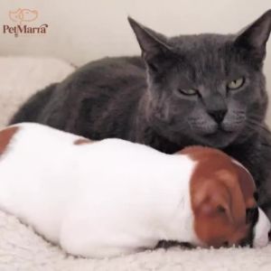 Marra Sprinkles for Cats and Dogs Beef Duck Salmon Flavor 120g Collection Apite Booster Topper