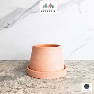 The Leaferie Yvla Terracotta plant pots . Orchid flowerpot . flowerpots flower pot planter . planters