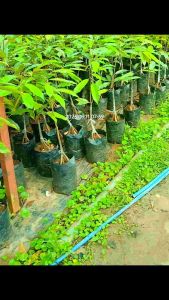 ต้นทุุเรียนแคะอินโด 3ราก เสริมราก ต้นทุเรียนหมอนทอง 3 ราก ต้นทุเรียนแคะ ขนาด80-90 ซ.ม ส่งสินค้าทุกวันคับ