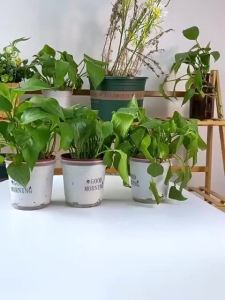 Bình Xịt Tưới Cây Bình Xịt Áp Suất Cao Cao Phun Sương Siêu Mịn Tưới Cây Cảnh Dùng Trong Gia Đình Dung Tích 3l