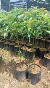 alpukat tinggi 1 meter boleh req jenis apapun