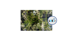 Aquarium Plant/Water Plant - Hydrilla LEE97/Aquatic Live Plant - Perfect Breeding Area and Shelter for Fish - Tank Decoration