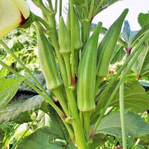 Okra Vegetable Seeds 50Seeds/Pack Freshness: Weeks Hybrid Smooth Green Variety Cuba Origin for Planting