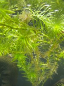 Pokok hydrilla 150+-g per pack