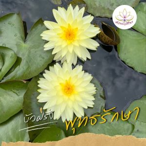 บัวฝรั่ง พุทธรักษา สวยงามระดับแชมป์โลก