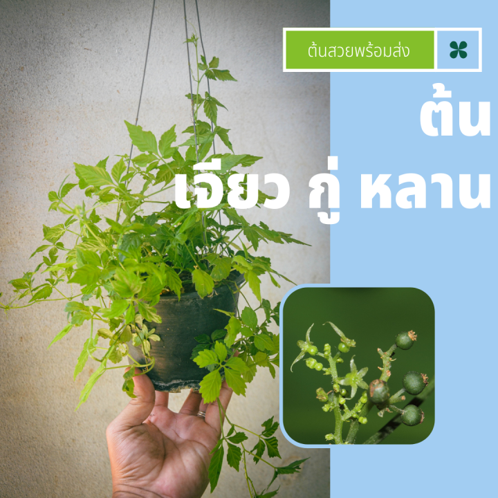 ต้นเจียวกู่หลาน แม่พันธุ์นำเข้า สมุนไพรพร้อมปลูก