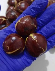 Jengkol Tua mentah pulen super 1kg dan 500gram/jengkol sepi