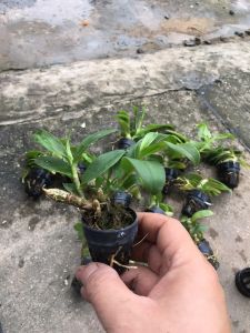 Cốc Phi Điệp 5CT Tiên Sa- hàng gieo hạt