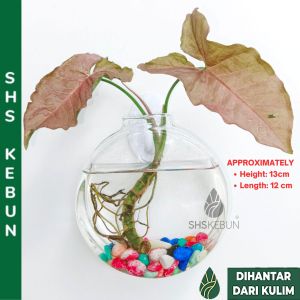 Wall Hanging Glass Vase Pasu Gantung Dinding Kaca SHS KEBUN