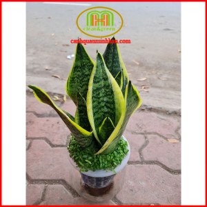 Cây lưỡi hổ thủy sinh trong chậu thủy tinh phong thủy lọc khí dễ trồng để bàn làm việc cực tốt cục dễ trồng dễ chăm sóc|Minh Hân Garden