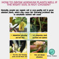 ADENIUM MIX SOIL 富贵花专用泥 沙漠玫瑰泥土 沙漠玫瑰 富贵花 adenium plant soil Bunga Kemboja Specialist Adenium Planting Soil Potting Mix. 